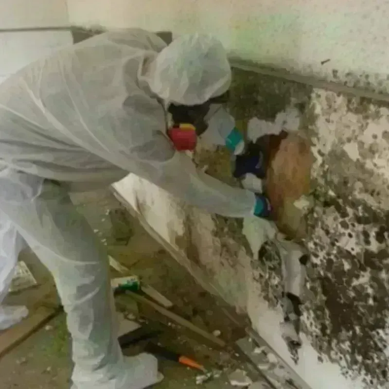 Mold Remediation and Removal in Benitez, PR